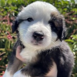 Australian Shepherd X Border Collie Puppies/Australian Shepherd Dog/Female/Younger Than Six Months,Our puppies are raised in a clean, loving, and nurturing environment.They receive:Regular vet check-upsAge-appropriate vaccinationsDeworming scheduleMicrochipping for permanent identificationEarly socialization and exposure to various stimuliA balanced diet to promote optimal growthHealth Guarantee:All our puppies come with a health guarantee to ensure your peace of mind. We stand by the health and well-being of our puppies.Blue Merle Boy $3500Blue Merle Girl $3500Red Merle Girl $3500Chocolate Girl $3000 SoldBlack Tri Boy & Girl $2500