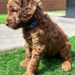 Adopt a dog:Irish oodles. The most loyal comical friend you will ever have./Irish Setter/Both/Younger Than Six Months,The Irish Setters are well known for their placid loving temperament and their long flowing dark red coats. The poodle are also well known for their intelligence and loving nature. Just a perfect combination. Would suit young family, elderly family and everything in between. Past pups are doing therapy and school work.These pups will be small to medium in size. Toilet training 95% complete.The puppy coats will be a beautiful loose curl in appearance that is low to non shedding great for allergy sufferers. All pups come vaccinated, microchipped, wormed and will be sold with a puppy pack and on going support. Parents are DNA health tested.I have both girls and boys available.Last photo of a grown Irish Oodle from previous litter, so that you can see what they will look like once grown.Check out our Facebook page for further photos or videos of current and previous litters and grown dogs.https://www.facebook.com/irishoodlesaustraliaOur aim is to produce quality healthy puppies that provide many years of enjoyment for your family for more information feel free to contact me. Our pups are treated first class and we work hands on with them every single day. The toilet training is well underway and they have also completed crate training. They are exposed to several different household noises. Very happy and outgoing babies that you are welcome to come and view.Irish Oodles are the most happy goLucky dog on the planet. A total goofball that is considered the clown of the dog world. Very human orientated. Happy to be your pillow and couchPotato pal or your adventure, rock climbing, body surfing, bike riding buddy. Nothing phases them. They will give the majority of things a go with a big smile on their face.Happy to share the house with other creatures or be a only child. So whether you want to just hang out or go play full out, the Irish Oodle will be there by your side.Prices vary from $3000 to $4000. We have pups ready to go and some newborns so we can help out with timing. Feel free to contact us so that we can discuss further to see if we have something that will suit your needs.Every puppy comes with microchip transfers completed and 6 weeks free puppy insurance.If you live interstate we organize everything for you to fly the puppy to your major airport.With over 30 years experience, we leave nothing to chance. The puppies are our number one priority every time.Serious enquiries only please, 956000017128377,956000017188341,956000017128127 , 956000017116080,RPBA 15565Source number MB115294Looking for a cavoodle or groodle. Why not consider the Irish Oodle.