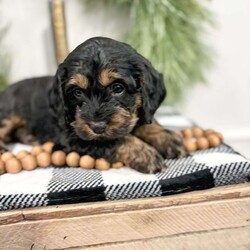 Violet/Cockapoo									Puppy/Female	/9 Weeks,Meet Violet. This beautiful little lady has been raised by our family and is very well socialized. She is spunky and adventurous and loves to play!