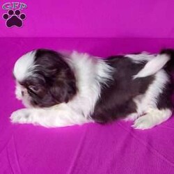 Sage/Shih Tzu									Puppy/Female	/8 Weeks,Sage is a  very friendly  and socialized  puppy.  Her parents  are approximately  12 #. Please  see my video below 
