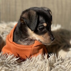 Adopt a dog:Nina/Chihuahua/Female/Baby,Hi, my name is Nina and I am about 2 months old.  I was saved from being dumped in a park.  I am so sweet and calm.  I do great with people and other dogs.  My foster mate is 13 years old and I do so good with him.  Please no young children in the home as I am so small I might get hurt.  
l have had my first shots. Because I'm just a pup, our vet recommends waiting for neuter because it’s the healthier choice.  California law allows me to be adopted out before alteration if it’s under vet recommendation and a deposit, that is refunded after proof of alteration, is required.   The adoption fee is  $200 and the deposit is an additional $100.