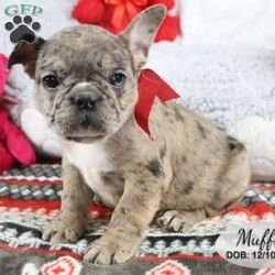 Muffin/French Bulldog Mix									Puppy/Female	/December 10th, 2023,Muffin is one of 7 French Bulldog Mix puppies (7/8 French Bulldog and 1/8 Jug). She is a sweet merle puppy with one brown eye and one blue eye. She will be up to date with shots, dewormed and comes with a 30 day health guarantee.