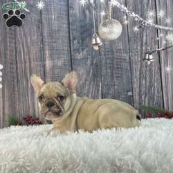 Millie/French Bulldog									Puppy/Female	/10 Weeks,Meet “Millie” she is a sweet akc fawn/sable frenchie!  She has a lovable easy going temperament, We expect her to be 22-26 pounds adult weight based off her parents weights! Contact us anytime for more info!