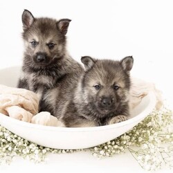 Pomsky puppies - looking for their forever homes!/Siberian Husky/Male/Younger Than Six Months,We have a beautiful litter of pomsky puppies are due to be born this weekend (3-4th of Feb). We are currently just taking expressions of interest only.They will receive their first vaccination, microchipping and vet health check at 6 weeks old - which you will receive paperwork of this - from our amazing vets that we love and trust.Pomskys are a cross between the Siberian Husky and the Pomeranian. The cross between the two breeds creates a confident, playful, loving and sociable pup. They are the perfect pup for any family.Our pups are raised in our family home, around our family pets and our children so they are well socialised and handled by the time they come home to you.We have a range of colours available. Prices vary from $2500-$5000 depending on colour. All husky markings and merles are $5000.We welcome visits, and are also able to transport interstate if you are not on the Gold Coast. Please feel free to reach out via message, phone or social media if you’d like more info.Facebook - Pomskys & Aussie Poms Gold CoastInstagram - fluffy_duffy_puppiesBIN: 0010706365198RPBA: 5259