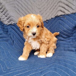 Bella/Cavapoo									Puppy/Female	/6 Weeks,Meet Bella! She is a Cavapoo. Mom is a Cavalier King Charles Spaniel. Dad is a Mini Poodle. I am family raised in the country and love all the attention I can get. I am up to date on all vaccinations and dewormer. I am also vet checked and microchiped. NO Sunday sales, all Sunday inquiries will be returned on Monday! 