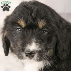 Barney/Mini Bernedoodle									Puppy/Male	/8 Weeks,Hello! I’m Barney a cute, cuddly, and loyal Mini Bernedoodle puppy that is looking for that special family to join! My ideal family will take me for walks in the park, provide me with yummy treats, rub my cute puppy belly, and give me lots of hugs and kisses. In return, I will provide you with many years of unconditional love! All you have to do is call that number over there and say you want to bring me home! I will come up to date on all shots and dewormings, vet checked and all health records along with a one year genetic health guarantee. Both parents are genetically tested.