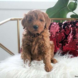 Wanda/Mini Goldendoodle									Puppy/Female	/December 10th, 2023,Check out this super fun Mini Goldendoodle puppy, Wanda! This wiggly pup is vet checked & up to date on shots & wormer, plus comes with a health guarantee provided by the breeder! Wanda is socialized & currently being family raised with children! If you would like more information on this fluffy pup, please contact Mirian Beiler today!