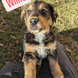 Adopt a dog:WILLIE/German Shepherd Dog/Male/Baby,Willie is a 3-month-old puppy looking for a forever home! He loves to run, wrestle with her siblings and roam the yard. He is curious, energetic and fun! He plays hard and rests just as hard - he loves to cuddle on the couch after playtime!