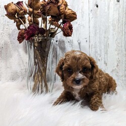 Mason/Cavapoo									Puppy/Male	/8 Weeks,Meet Mason our beautiful cavapoo puppy. Notice his thick wavy fur coat. He will be vet checked and microchipped. He is up to date on vaccinations and deworming. He comes with a 1 year genetic health guarantee. His mother Ruby is a friendly cavalier. His father Jasper is a toy poodle. He comes with health and shot records. This little guy is very well socialized and loves romping around with our children. He is so irresistibly cute and cuddly you can’t help but give him lots of attention. We strive to raise happy healthy puppies for good loving homes. A small bag of food will be sent along to his new home so you can transition slowly to food of your choice. You are welcome to come to our home to pick him up or if you live at a distance we have a reliable trustworthy pet delivery service available. A $300 nonrefundable deposit is needed to reserve him. No Sunday sales. 
