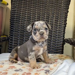 Felix/French Bulldog									Puppy/Male	/December 5th, 2023,To contact the breeder about this puppy, click on the “View Breeder Info” tab above.