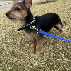 Adopt a dog:Scooby Doo/Yorkshire Terrier/Male/Baby,* *—OUT OF TOWN PET —**
FOSTERED IN HOUSTON TEXAS AND READY TO TRAVEL TO THE EAST COAST AND PNW 
¡IF ADOPTED ! —**

SCOOBY
MALE
 MIX OF TERRIER CHIHUAHUA 
AGE APROX  6 MONTHS 
WEIGHT APROX 10 LBS. 



SCOOBY  was rescued and is fostered in HOUSTON TEXAS 

MY MOMMY WAS RESCUED FROM THE STREETS OF HOUSTON.  SHE WAS PREGNANT. WE WERE BORN IN A FOSTER HOME WERE A NICE LADY GAVE US SHELTER AND PROTECTION. 

I AM A LITTLE SHY AND I FEEL FEAR OF PEOPLE I DONT KNOW, YOU WANT TO KNOW WHY?
BECAUSE MY MOMMY SUFFER SO MUCH ALL HER LIFE!! WHILE SHE WAS PREGNANT OF US, SHE WAS LIVING ON THE STREETS,  STARVING AND WAS ATTACKED BY LARGE DOGS AND SUFFERED ABUSE BY HUMANS. THEY RUN HER FROM EVERYWHERE, SHE HAD TO HIDE SOMEWHERE SHE CONSIDERED COULD BE SAFE.  

THAT FEAR WAS ALL TRANSMITTED TO US AND EVEN THOUGH WE KNOW THAT NOT ALL HUMANS ARE BAD, WE FEEL INSAFE WHEN WE MEET A NEW PERSON.

I WANT TO HAVE MY OWN FAMILY, ONE THAT IS PATIENT WITH ME AND IS WILLING TO TEACH ME WHAT LOVE IS AND TO FEEL PROTECTED. I KNOW THAT THERE YOU ARE, SOMEWHERE IN THIS GREAT COUNTRY, THAT RESPECTS THE RIGHTS OF THOSE OF US WHO HAVE NO VOICE BUT, WHO ARE SENTIENT BEINGS!!





** HEALTH PROTOCOL **
Spay/Neuter
DHPPI Vaccine
Rabies Vaccine 
Bordetella Vaccine 
Dewormed 
Heartworm test Negative Certificate 
Health Certificate 
Vaccines booklet 



—**ADOPTION PREFERENCES:

* FAMILIES WITH OPEN CONSCIENCE ABOUT WHAT IS THE RESCUE OF STREET ANIMALS AND THEIR BEHAVIORS OF NEED FOR PROTECTION AND EDUCATION

* * *WITH EXPERIENCE IN DOG BEHAVIOR AND TRAINIG BACKGROUND. 

*HIGH TOLERANCE AND PATIENCE FOR RESCUED PUPPIES. 



+*“ NOT HOUSE TRAINED “**. 

**Our big job with rescued pets is to rehab their health, taking them to the vet as many times is require for their vaccines, spay/neuter, surgery, diseases, rehab emotions, attend their necessities such as feeding them, cleaning their common areas, keeping them entertained, safe, healthy and protecting them from any dangerous situation. We have so many pets in foster that it is an impossible job to house-train each one !!!**



——— A D O P T I O N   P R O T O C O L

  1.) Complete our online application Please be as thorough as possible. Our goal is to pair you up with the perfect dog for your lifestyle and family dynamic. The more pertinent information you give us the better we can do this.
 

https://form.jotform.com/210878227621861

 
2.) Phone / Email interview
After we have either approved your application, or if we have more questions to ensure a perfect match, we will schedule a brief phone / email interview when everyone in the potential adoptive household is able to attend. This will be conducted by a ADAC team member and can include the foster of the dog as well.

3.) Home check
A member of the ADAC team will visit you in your home or virtually to ensure it is the best fit for the dog you are interested in adopting.

4.) Meet n greet
A member of the ADAC team will organize with you and with your prospective pup and the foster home, a virtual meet n greet This video call is for you to meet the pet and for us to make a visual check of your home and meet all your members of your family. Sometimes we also send a volunteer to do a home check in person.

5.) Trial adoption period
If, after the meet n greet, the potential adopter and the ADAC team member agree this is a good fit, we will send you an adoption contract. Each dog will have different needs and different trial timelines. During this phase communication with the ADAC team is imperative. You will be given thorough instructions on how to decompress and integrate this particular dog to your home. If you follow all instructions and communicate any issues to the ADAC team and it does not work out your adoption fee will be refunded, minus any non refundable transport fees (if applicable) and the dog will be returned to a foster home.


THE ADOPTION FEE WILL BE FINALIZED PRIOR TO TRANSPORT WHICH INCLUDES:

*SPAY/NEUTERED 
*COMPLETE VACCINATION 
DHPPI, RABIES, BORDETELLA 
*DEWORMING
HEARTWORM TEST 
*HEALTH CERTIFICATE 


-TRANSPORT FEE  $250.00 the service will be given by a transport company) WILL BE PAID BY ADOPTER PRIOR TO DEPARTURE OF THE PET.


PLEASE UNDERSTAND THAT OUR RESCUED PETS ARE THE MOST IMPORTANT TO US.  THEY ARE ANIMALS THAT ARE SINTIENT BEINGS WHO HAVE BEEN RESCUED FROM SITUATIONS OF SEVERE ABUSE, AND ABANDONMENT.  WE INVEST TIME, MONEY, A LOT OF EFFORT AND EMOTIONAL STRESS FOR THEIR PHYSICAL AND EMOTIONAL REHABILITATION, WHICH WE DO NOT MAKE ANY MONETARY CHARGE FOR THAT SOCIAL WORK. 
BECAUSE OF THAT WE TRIED TO DO AN EXHAUSTIVE INVESTIGATION OF THE POSSIBLE NEW FAMILIES OF OUR BELOVED RESCUES.


¡ Doing the Right Things to Find the Right Family !

Every animal we rescue deserves a loving, safe, forever home. It’s a responsibility we take very seriously at ADAC. We are grateful to receive messages from individuals interested in adopting one of our cats or dogs, but we must take certain steps to ensure their safety, as best we can.

Every potential adopter must fill out an application and answer questions that help determine their suitability. Many of our enquiries come from outside of Mexico and we are unable to conduct a home visit. Therefore, we ask for photos of the residence as part of our due diligence. For example, if the dog in question is an escape artist, we would need to know if the yard is fenced, if you have enough space for a pet, if the conditions of the home is suitable for a pet,  and a photo/video would assure us of this.

We would like to continue with the adoption protocol, for this we need to receive photos or video of your home to confirm that it is a safe and suitable place for the pet.

This information we obtain from potential adopters is shared only with members of the adoption team involved in the application. Our database is only accessible by select ADAC members, and we never share any personal information with any other organization or business.

If you are not willing to share the information we need to finalize an adoption, we invite you to explore other organizations. These animals are our family and we need to know they will be cared for as such.

We are proud to have connected many beautiful animals into loving homes. You can search in our pages on Facebook, Instagram and our Website for many examples. 


IMPORTANT NOTE: Many of our dogs will receive numerous applications, and we ask for your patience during the process of finding the very best match. 

Our dogs are fostered in Texas or Saltillo Mexico, but available for adoption in various cities/states. 

For more information about our association please access our website at:
https://www.adacmx.com/index.html


https://www.facebook.com/almaibeth.salinas
adacanimalista@gmail.com
www.adacmx.com
https://www.facebook.com/ADACSALTILLO/
ADAC-MEXICO REVIEWS 
https://g.co/kgs/voUvTC

Twitter:  @AdacAnimalista1
Instagram:   ac_adac
