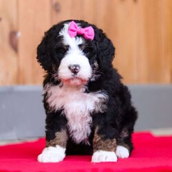 Jasmine/Bernedoodle									Puppy/Female	/8 Weeks,Introducing the epitome of charm and boundless energy – meet the adorable Bernedoodle puppy, Jasmine! She is a stunning girl boasting a luscious coat that begs to be petted and cuddled. This combination of these 2 popular breeds: Bernese Mountain dog and Poodle, results in an even tempered, super intelligent puppy. Raised with love and care, this little one is not just a pet; it’s a furry family member waiting to bring joy and warmth to your home. Playful, affectionate, and brimming with puppy exuberance, this little charmer is guaranteed to melt your heart!