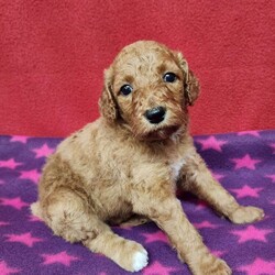 Darcy/Standard Poodle									Puppy/Female	/December 30th, 2023,Hi meet Darcy, I am a AKC Registered Standard poodle, my mom is Estella a family pet. We live in the country and love animals, I was born on December 30th, I will be vet checked and microchiped to get ready for my forever family by February 24. I am up to date on shots and d-worming. We are working on potty training. 
