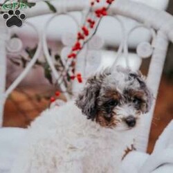 Jasmine/Miniature Poodle									Puppy/Female	/12 Weeks,Meet our adorable little snug balls! They love to play with our three little girls, and enjoy attention overall.