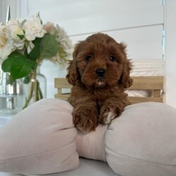 Adopt a dog:Stunning Toy Cavoodle 1st Gen Pups, Avail Now, DNA Tested Parents//Male/Younger Than Six Months,Available Now,2 Males AvailableLoveableoodles proud breeders of quality Cavodles are proud to announce the safe arrival of our outstanding Cavoodle LitterBorn on the 20th of December, We have a limited number of absolutely gorgeous Toy Cavoodle puppies available.Ask us for a link to our website loveableoodles for more pictures and contact information.Mum is a 8kg Cavalier King Charles (DNA Tested)Dad is a 3.5kg Red Toy Poodle (DNA Tested)Please note:- Both parents have been DNA tested- These puppies will NOT exhibit disease symptoms associated within their breed hereditary diseases- We anticipate their weights to range from 4-7kgAll of these beautiful pups have been- Veterinary examined & vaccinated- Microchipped- Wormed every 2 weeks from birth- Socialised with adults and kids.These absolutely adorable little Cavoodles have the most gentle, affectionate and loving natures. Having been raised inside and outside our home, our puppies are well suited and adjusted to both the indoors and outdoors.Registered members of RPBA 611991003002742640991003002742644991003002742635