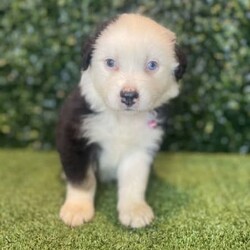 2 x Australian Shepherds (DNA Clear) Free Delivery Sydney/Australian Shepherd Dog/Both/Younger Than Six Months,8 x Purebred Australian Shepherd puppies available to a loving home. Available to go from the 30th January and we can deliver them to sydney on this date.- Blue Merle Female (bob tail) $4000 (SOLD)- Blue Merle Male (bob tail) $3800 (SOLD)- Red Merle Female (bob tail) $3500 (SOLD)- Red Merle Male (bob tail) $3500 (SOLD)- Red Tri Female (bob Tail) $2500 (SOLD)- Black Tri Male (long tail) $2000 (SOLD)- Black Tri Female (long tail) $2000- Black Tri Female (long tail) $2,000Puppies come :- With first round of vaccinations & microchipped- Vet check report- 6 weeks free pet insurance- Not desexed- Wormed every 2 weeksThe puppies have been raised indoors and outdoors, and around children and other puppies.The father is a 25kg Black Tri Aussie Shepherd and is DNA tested, the mother is a 28kg Red Tri Aussie Shepherd and also DNA tested. We own both parents and I can send photos of parents on request.Once our puppies leave, we:- Would love to see updates!- Offer a rehoming policy- Offer a 18 month health guarantee- Have a Facebook page you can stay in touch or see other puppies we have bred- Offer support and are free to talk at any time throughout your puppies lifeWe are located in Nyngan NSW, can get to Dubbo at any stage. Road transport is usually organised from Dubbo. There will be free transport to Sydney, with a chosen meeting location and time. Happy to arrange other freight at buyers expense, flights from Sydney to another capital city are usually around $300Full members of AAPDB: 16947BIN: B000738270We have a website & Facebook page Country Canine Co. Please look on our Facebook group Country Canine Co. Families for photos of the previous litter as adults.