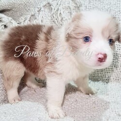 Pedigree Papered Border Collie/Border Collie/Female/Younger Than Six Months,Pedigree Papered long haired Border Collies ready to go in 3 weeks at 8 weeks of age. Pups will be microchipped, immunised, vet checked, wormed and come with papers. Parents have wonderful temperaments which we believe will be passed into their babies. Parents have been DNA tested and are 100% clear of any testible diseases. Please check out my fb pag in the link below for more pics.Tri blue merle male blue eye $2300Choc merle male 2 blue eyes $2300Black and white male $1800Black and white female $1800https://www.facebook.com/shearbellebeauties?mibextid=ZbWKwLMDBA33037BIN0003693514393
