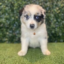 2 x Australian Shepherds (DNA Clear) Free Delivery Sydney/Australian Shepherd Dog/Both/Younger Than Six Months,8 x Purebred Australian Shepherd puppies available to a loving home. Available to go from the 30th January and we can deliver them to sydney on this date.- Blue Merle Female (bob tail) $4000 (SOLD)- Blue Merle Male (bob tail) $3800 (SOLD)- Red Merle Female (bob tail) $3500 (SOLD)- Red Merle Male (bob tail) $3500 (SOLD)- Red Tri Female (bob Tail) $2500 (SOLD)- Black Tri Male (long tail) $2000 (SOLD)- Black Tri Female (long tail) $2000- Black Tri Female (long tail) $2,000Puppies come :- With first round of vaccinations & microchipped- Vet check report- 6 weeks free pet insurance- Not desexed- Wormed every 2 weeksThe puppies have been raised indoors and outdoors, and around children and other puppies.The father is a 25kg Black Tri Aussie Shepherd and is DNA tested, the mother is a 28kg Red Tri Aussie Shepherd and also DNA tested. We own both parents and I can send photos of parents on request.Once our puppies leave, we:- Would love to see updates!- Offer a rehoming policy- Offer a 18 month health guarantee- Have a Facebook page you can stay in touch or see other puppies we have bred- Offer support and are free to talk at any time throughout your puppies lifeWe are located in Nyngan NSW, can get to Dubbo at any stage. Road transport is usually organised from Dubbo. There will be free transport to Sydney, with a chosen meeting location and time. Happy to arrange other freight at buyers expense, flights from Sydney to another capital city are usually around $300Full members of AAPDB: 16947BIN: B000738270We have a website & Facebook page Country Canine Co. Please look on our Facebook group Country Canine Co. Families for photos of the previous litter as adults.