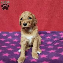 Darcy/Standard Poodle									Puppy/Female	/December 30th, 2023,Hi meet Darcy, I am a AKC Registered Standard poodle, my mom is Estella a family pet. We live in the country and love animals, I was born on December 30th, I will be vet checked and microchiped to get ready for my forever family by February 24. I am up to date on shots and d-worming. We are working on potty training. 