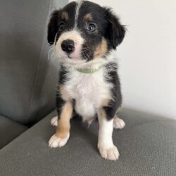 Border Collie Puppies/Border Collie/Male/Younger Than Six Months,Purebred Border Collie PuppiesTownsville LocationWill come with full vet check, microchip and vaccination, and wormed every 2 weeks.Meet and greets welcomeBoth parents are beautiful well tempered dogs. Mother - Wheaten. Father - Chocolate Tri