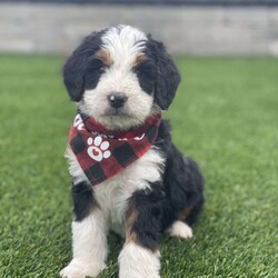 Cash/Bernedoodle									Puppy/Male	/8 Weeks,Meet Cash , he is a beautiful and healthy , F1 bernedoodle puppy, he will be up to date on his shots and dewormer, he will be well socialized with and comes with a one year genetic health guarantee plus a goody bag to help him transition to his forever home.