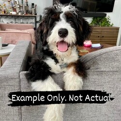 Adopt a dog:me/Bernedoodle/Female/Adult,FOSTER(S) NEEDED MONDAY 2/19 FOR 2 BERNEDOODLES!!!
One of the rescue’s dear friends has successfully nurtured a trusted-relationship with an Amish Breeder. 

The Amish Breeder is allowing us to come take (rescue) 2 young female Bernedoodles (who did not sell) from his puppy mill. You all know what their alternative was.

*FOSTERS NEEDED* MONDAY EVENING  

* 2 Females
* Approx 1-1/2 Years
* Approx 60 lbs
* Need Grooming

All supplies and a loaner crate provided, grooming, vetting, vaccines, and spays. You provide the love and safe haven for them. 24/7 RRR Text Support. 
And remember, Fosters get first dibs at adoption!!

Please fill out a Foster Application here:  https://form.jotform.com/212704035776152

www.rosemariesrescueranch.com 
A compassionate all-foster all-volunteer 501c3