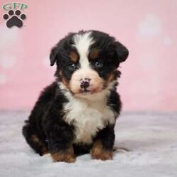 Ronny/Bernese Mountain Dog									Puppy/Male	/11 Weeks,To contact the breeder about this puppy, click on the “View Breeder Info” tab above.