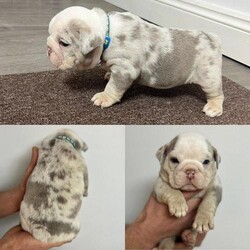 RARE Lilac merle English bulldog puppies for sale!!/English bulldog/Mixed Litter/7 weeks,Here we have a beautiful litter of RARE Merle + tri English bulldogs looking for their forever sofas. Top quality chunky bulldogs! They’re only 6 weeks old so will be ready to leave on 24/2/24. We have 2 solid colours and 7 merles. Their colours are absolutely gorgeous and a real head turner, they’re the same colour as their mum who gets lots of compliments and fusses when on her walks! Pups are currently being raised in a family environment so are used to household noises, children, cats and other dogs. Both mum and dad have excellent temperaments. Puppies will be microchipped, have first vaccine, health checked, flead and wormed before leaving. Puppies will be bought up on top quality food and additional nutritional food. Any questions please message. They will not be sold to just anyone, they want their forever loving home.

Grey, green, blue, black, collars are boys.
Yellow(reserved)
Pink(reserved)
Purple(reserved)
Red(reserved)
Orange(reserved)
Females-£1900
Males-£1700
No offers.
£250 none refundable deposit.
