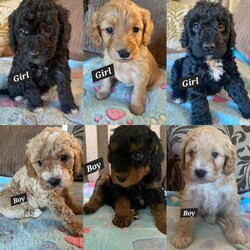 Cockapoo Puppies - mixed litter ready 6th March/Cockapoo F1B/Mixed Litter/5 weeks,We have six beautiful fur babies looking for their forever homes. Mum (F1) is our family pet with the most loving and gentle nature. All puppies can be seen with Mum upon viewing.
Dad is a minature poodle who was fully tested.

All puppies will receive their first vaccination, health check and be micro-Chipped at 8 weeks old. Puppies are being raised in our family home and a part of our every day life.

Puppies are now being weaned and receiving fortnightly worming treatment.

We have 3 boys and 3 boys girls in our litter, as follows:

1 x golden and white boy
1 x Tri Boy
1 x champagne Boy
1 x apricot girl
2 x black and white girls

A deposit will be required to secure your chosen fur baby, prior to coming home with you on 6th March 2024, in which the remaining amount will be due.

Puppy pack will be provided.

Please message for further information / additional photographs.