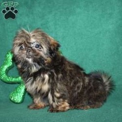 Amber- Imperial/Shih Tzu									Puppy/Female	/15 Weeks,Meet Amber the extremely tiny Imperial Shih Tzu who weighed only 1.5lbs on 2-1-24. She is Embark DNA Tested 100% CLEAR and is up to date on shots and dewormer and vet checked. Amber is a very sweet little lady and will mature small. We are seeking the perfect home for her, please reach out to us today if you are interested in bringing her home!