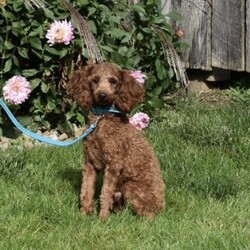 Joy/Cavapoo									Puppy/Female	/8 Weeks,I offer a one year health guarantee. Up to date on shots and dewormings. I’m looking for a loving indoor home. Shipping options are available anywhere in the US. All Sunday calls are returned on Mondays. Thanks Jon
