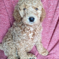Chance/Standard Poodle									Puppy/Male	/December 27th, 2023