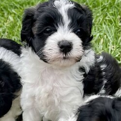 Adopt a dog:Shmoodle puppies//Male/Younger Than Six Months,We have a beautiful litter of Shmoodle puppies (Toy Poodle X Maltese X Shih-Tzu). Available in black, and black & white. Only a couple of boys available now.We have both mum and dad available to view.Shmoodles have very friendly temperaments and make great companion dogs. This adorable little breed is suitable for all ages and most lifestyles. They are also non-shedding. They will be approximately 5-6kg fully grown.The puppies will be vet checked, have their first vaccination and will go home with a puppy pack.