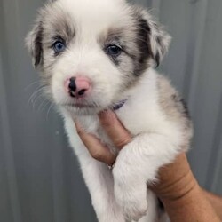 Pure breed border collie puppies for sale/Border Collie/Both/Younger Than Six Months,8 Beautiful pure breed border collie puppies for sale. Parents are fully DNA Tested and cleared of all diseases known to border collies. We have 5 female and 3 male puppies available the females are in the first 5 photos and the males are in the last 3. I am a registered breeder with MDBA member number is 31150. Puppies have been wormed at 2,4,6,8 weeks and will be microchipped, have first vaccination and be vet checked at. 8 weeks old. Will be ready for there forever homes on 7/03/24.Female Merle is $2500BW female pink collar $1800BW female orange collar $1800BE female red collar $1800BW female yellow collar $1800BW male green collar $1500BW male light blue collar $1500BW male dark blue collar $1500