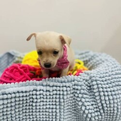 Pure breed puppy chihuahua/Chihuahua (Smooth Coat)/Female/Younger Than Six Months,3 pure breed chihuahuaMom is only 2.7kiloDad is only 3.2 kiloIntroducing three captivating Chihuahuas, each a delightful blend of beauty, brains, and affection, ready to enchant their way into your forever home.With their sleek, smooth coats and keen intellect, they're a breeze to train, promising to be the perfect companions for life's adventures. Raised in the loving embrace of a family environment, they're well-acquainted with cuddles and playtime, making them the ultimate cuddle buddies.Plus, they come fully vet-checked, vaccinated, and wormed, ensuring their health and happiness. Don't miss out on the opportunity to welcome these irresistible sweethearts into your family—they're just waiting to bring endless joy and love into your life.My RPBA Member Number Is: 14112