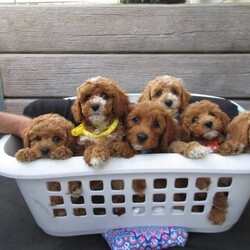 Adopt a dog:Cavoodle Puppies READY NOW PASSED VET CHECK DNA cleared /Poodle (Toy)/Female/Older Than Six Months,(READY NOW) (for their forever homes)https://youtu.be/INEm7XhWFoU?feature=sharedPUPPIES HAVE BEEN MICROCHIPPED, WORMED, VACCINATED & CLEARED VET CHECKFemale Puppies $2,100Pink collar SOLDPurple collarYellow collarWhite collarGreen collar SOLDMale Puppies $1700Black collar SOLDLight Blue collar SOLDDark Blue collarOrange collarRed collar SOLDD.O.B. 21/12/2023Puppies will be 8 wks & ready on 15/02/2024I'm a small home-based breeder. Both parents are part of our loving family. I'm a full member of RPBA No 1281. This includes a life time rehome guarantee & life time puppy support.Both parents have been DNA cleared. This ensures the puppies will not acquire any hereditary diseases that are prone to the breed.Dad (Prince) is a Toy Poodle DOUBLE FURNISHED 4.2kgMum (Honey) is a Mini Blenheim Cavoodle 8kg. This will be her last litter.Before puppies leave they will go to their new homesMicrochippedVaccinatedComplete health checkedWormed every 2 weeks from birthAlso ask me about the puppy settling pack.We have been working on toilet training & is going well.