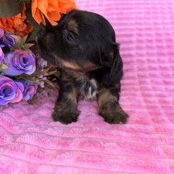 ♥️1 LEFT Morkies Available and 1 beautiful Pedigree Yorkie /Yorkshire Terrier/Both/Younger Than Six Months,