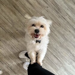 ♥️1 LEFT Morkies Available and 1 beautiful Pedigree Yorkie /Yorkshire Terrier/Both/Younger Than Six Months,