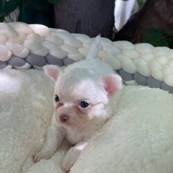Chihuahua puppies/Chihuahua (Long Coat)/Both/Younger Than Six Months,Chihuahua puppies born on the 10.12.23White/cream long coat males available $20001 female now available $2500Have been vet check, vaccinated, microchipped, wormed and flea treated.Ready to go to new homes after the 4th of February 