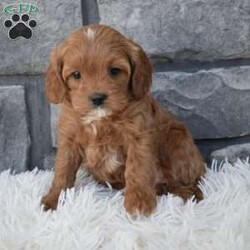 Marley/Cavapoo									Puppy/Female	/7 Weeks,I offer a one year health guarantee. Up to date on shots and dewormings. I’m looking for a loving indoor home. Shipping options are available anywhere in the US. All Sunday calls are returned on Mondays. Thanks Jon