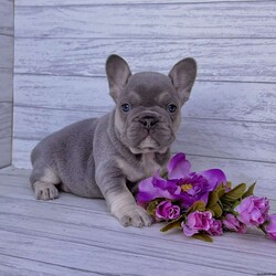 Debbie/French Bulldog									Puppy/Female	/7 Weeks, Debbie is a perfect little Lilac tan fluffy carrier Akc registered frenchy puppy! Carries testable Isabella chocolate! Great quality! Listed at pet price contact us for price with full rights! Up to date with all shots and dewormings will come with a one yr genetic health guarantee! Family raised and well socialized! Ground delivery is available right to your door! Contact us today to get your new family member!