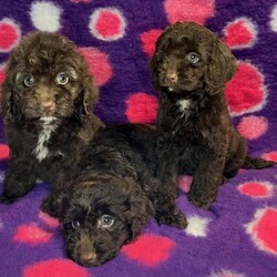 Adopt a dog:F1 mini Cockapoo’s chocolate and tan 29 dna clear/Cockapoos mini/Female/4 months,??????????PLEASE READ MY ADVERT FROM TOP TO BOTTOM ????????????

??????????

Small type f1. Chocolate and tan girl  heavy curls
Ready to leave and inocualted till 2025
FULLY TRAINED FOR HER NEW FAMILY 
1st Baby groom just done

DNA health testing is the best / safest way - to ensure no vet bills for diseases their parents can hold. So looking at the price tags isn’t your best decision for any one in the long run- as the unhealth tested litters hold many diseases which can be seen in the pictures above (feel free to use these as a check list for other breeders to see their ethics.) CHOOSE HEALTH AGAISNT THE PRICE




MOST
HEALTHIEST F1 COCKAPOOS ANYWHERE IN THE UKsee listing of dna health tests in pictures Tinyshires babies are not eye candy - their soul food for family’s to have the best adventures together for life xx

Gold standard dna health testing as both parents clear of all health testing listings in pictures- plus viewable on request at in house viewing only not sent over social sites. I ensure my puppies are 100% disease free of all health concerns related to both breed of parents. (to ensure perfect healthy happy family pets) Both parents viewable at all times.
What makes my passion so great is that I see and make extra happy families for life and to be apart of your life story with your forever companion (WE HAVE A FULL HISTORY OF MY PASSION VIA GOOGLE )

My dna health testing labs I use are as follows - LABOKLIN - UCD(American)- ANIMAL GENETICS - this is to ensure 100% clear coverage of all diseases the cocker and poodle breed have.

Raised in a very busy home with many types of pets- we have weaned them all on royal Canin - weighing nice and heavy - Our babies have
been handed since birth and will be
used to house hold noises which here are loads.

Our babies
leaves with 3 months supply of food via royal Canin and is fully wormed to date with panacur and flead
to date with frontline spray. Microchipped as standard.

Fully vet checked and vets report in the puppy pack along with scented towel of both parents.. A full clear care sheet for transition NOT FOR BREEDING PET HOMES ONLY

Girls £1400



MY PRICES reflect my intense health testing regime which is second to none as no other breeder is equal to the both parents been tested to my level (hence why this advert is
classed as GOLD STANDARDS

On viewing picture I'd required for all attending over the age of 16 years for security in place(driving Licnese and/or passport) NO ID NO ENTRY. GDPR REGULATED/REGISTERED

 (directions on google under my business name Tinyshires ltd)
 viewing is most welcome

Dad is a chic and tan cocker
13 inch

Mum is a cream mini poodle first timer
10 inch - mom is a gentle little girl who loves running around and coming for cuddles whilst you look an ther babies. No fear no bother just a plan Jane poodle who is very proud of her first litter of fluffy tails


CASH ONLY
