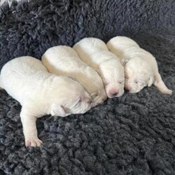 Adopt a dog:Stunning White Labrador Puppies - Only 1 left/Labrador/Mixed Litter/6 weeks,PURE WHITE LABRADOR PUPS



Born 15th February to truly stunning parents



One of the whitest litters in the UK



Boy 1 - SOLD

Boy 2 - SOLD

Boy 3 -

Girl 4 - SOLD

Girl 5 - SOLD

Girl 6 -

Girl 7 - SOLD



Photos of puppies will are available and regularly as they grow.



Dad is a fully trained gun dog, these dogs make ideal pets or workers, amazing temperament, can be seen with mum at home, I could not stress what a lovely dog Mum is, stunning, and an amazing temperament, very loving



Mum is Kelly KC reg, fully DNA tested, hip and elbow scored, same for dad Bear



£350 non-refundable deposit is required to secure a puppy. Deposit Payment by BACS transfer.



Hip & Elbow



Kelly GOOD American scored

Bear 0/0



Good homes essential



Please note there will be Breeding endorsement on all of these pups



Please call for any more information required



5th generation pedigree certificates are available to view for both mum and dad. Both are KC registered Labrador with excellent hip, elbow, COI scores 0.0% along with 5 generations of ancestors. Dad and Mum genetically clear



They were born and will be raised in our home, with our family, used to children and other animals



They will leave with a fully loaded ‘Pilling Gun Dogs’ puppy box ??



Vet checks

First vaccination

Microchipped

Flea/worm treated

James Wellbeloved Puppy pack

Raw Puppy

Puppy toys

5 generation pedigree certificate

Puppy contract and receipt including Lucy’s Law



FOR VIEWING PLEASE CALL OR MESSAGE TOM
- PILLING

£350 non-refundable deposit is required to secure a puppy. Deposit Payment by BACS transfer.



Sadly due to the current climate I have to point out that we had two fully protection trained free range Belgian Malinois who like introducing themselves to unscheduled visitors!! We also have CCTV, direct to police alarms etc but I assume you would like to keep all your limbs as this is more of a deterrent - You have been warned