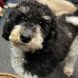 Adopt a dog:Sassy/Poodle/Female/Young,Sassy is a young poodle that was a throw away at a puppy mill. Shes shy at first but once she opens up she’s SASSY! Shes crate trained, house trained, kid friendly and hypoallergenic. Sassy has an energy level of about 6. She would make a great companion for older single person or a family with kids 10-18yrs old. If you think she would make a great addition to your family just email us.
