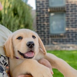 Adorable Golden Purebred Labrador Retriever Puppies/Labrador Retriever/Both/Younger Than Six Months,Adorable Labrador Retriever Puppies Ready for Their Forever Homes! 