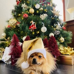Beautiful Pomeranian for sale/Pomeranian/Male/Older Than Six Months,Ferrero is a well mannered Pomeranian. He is very friendly towards people and other dogs. Ferrero is a purebred Pomeranian weighing around 3.6kg.The perfect dog for everyday activities. He loves to go for walks and just hang out with you.For more information please contact me directly on ******2379 REVEAL_DETAILS 
