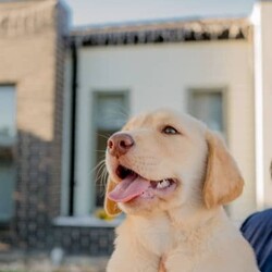 Adorable Golden Purebred Labrador Retriever Puppies/Labrador Retriever/Both/Younger Than Six Months,Adorable Labrador Retriever Puppies Ready for Their Forever Homes! 