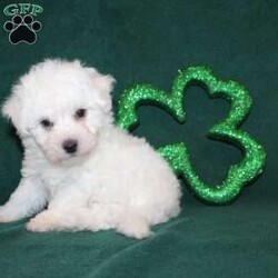 Leprechaun/Bichon Frise									Puppy/Male	/9 Weeks,Say hello to this Bichon Frise puppy who is up to date on shots and dewormer and vet checked clear! He comes started on potty training, started on crate training, and well socialized with children as he has been raised in a family setting. If you are searching for a mellow boy with an adorable face and sweet disposition contact us today! 