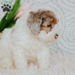 Eldon F2b/Mini Bernedoodle									Puppy/Male	/8 Weeks,Do you love Bernese Mountain dogs but struggle with the heavy shedding then take a look at this puppy. With their poodle hair but Bernese happy personality they are sure to please.