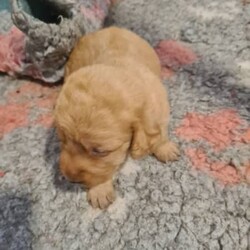 Basset Fauve de Bretagne puppies/Basset Fauve De Bretagne/Both/Younger Than Six Months,We have for sale male and female Fauve puppies. From wheaten to red.These exciting puppies are from my new French import. We have been breeding dogs for over 30 years and Fauves for 15 years. This breed has an amazing temperament and just so lovable.All microchiped, vaccinated, on limited registration and come with full health guarantees and support.Happy ro assist with transport interstate.Please email Dogs Queensland to verifymy membership. 400269710All enquiries to Katherine on ******** 253 REVEAL_DETAILS 